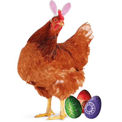 Cockerel Easter Design - DTF Ready To Press - DTF Dallas