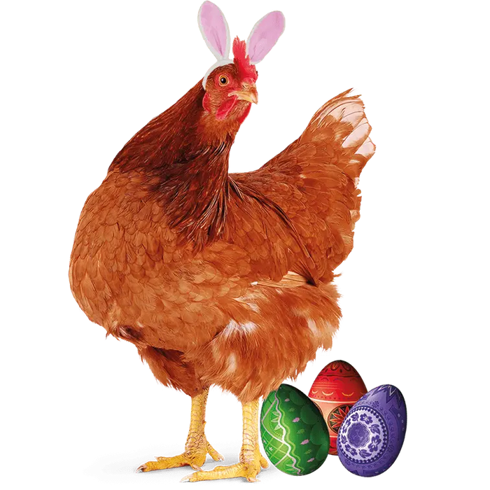 Cockerel Easter Design pressed on a garment