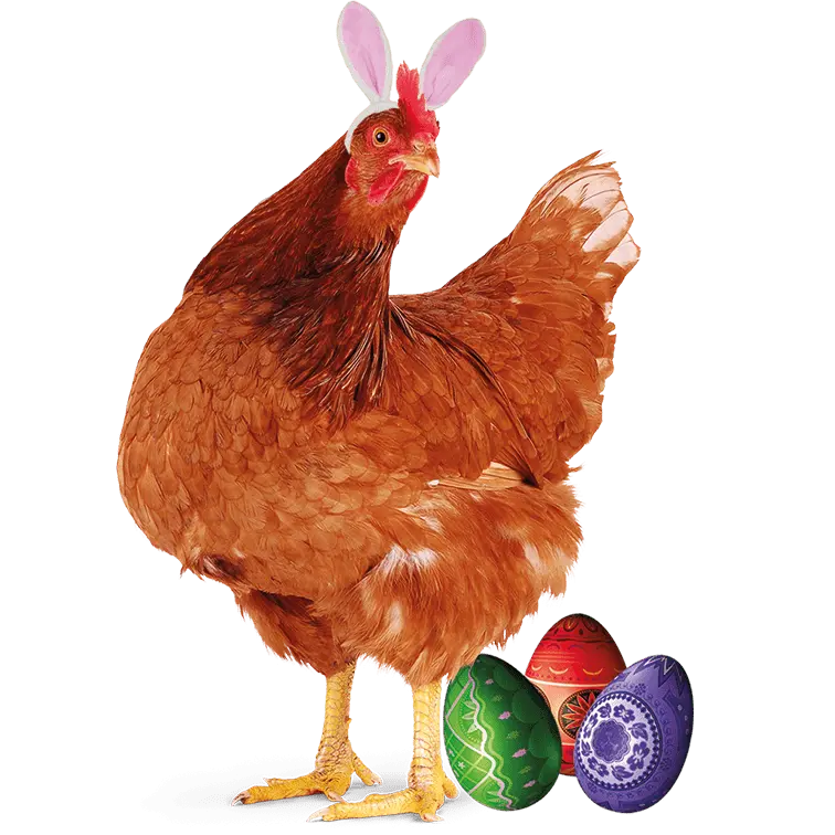 Cockerel Easter Design - DTF Ready To Press