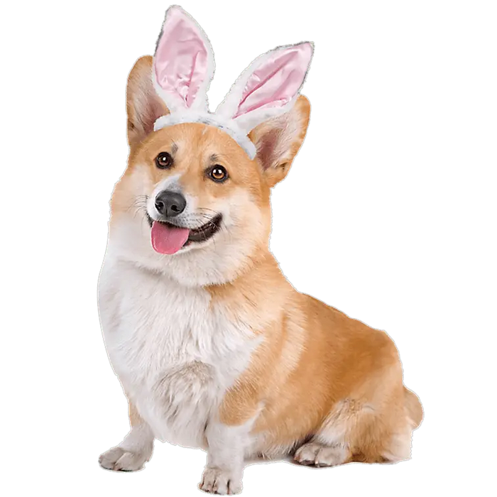 Corgi Easter Design pressed on a garment