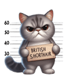 British Shorthair Design - DTF Ready To Press