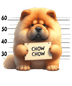 Cute Chow Chow Design - DTF Ready To Press