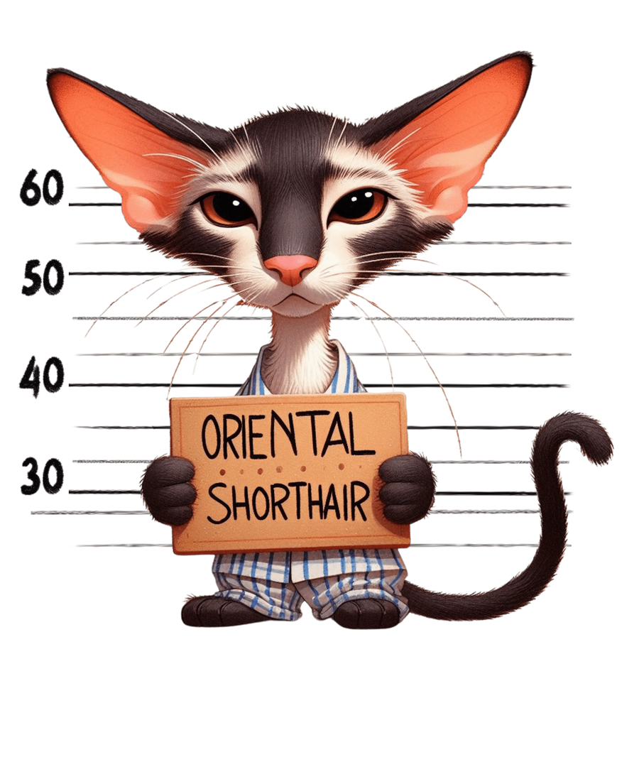 Oriental Shorthair Cat Design - DTF Ready To Press