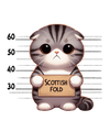 Scottish Fold Cat Kitty Design - DTF Ready To Press