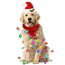 Christmas Golden Retriever Design - DTF Ready To Press